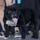 Meatloaf, who’s just a little wrinkly